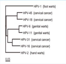 Tabel Jenis Virus HPV